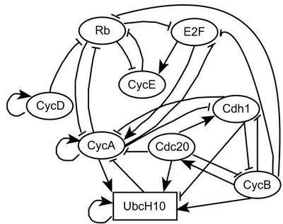 Cell Cycle