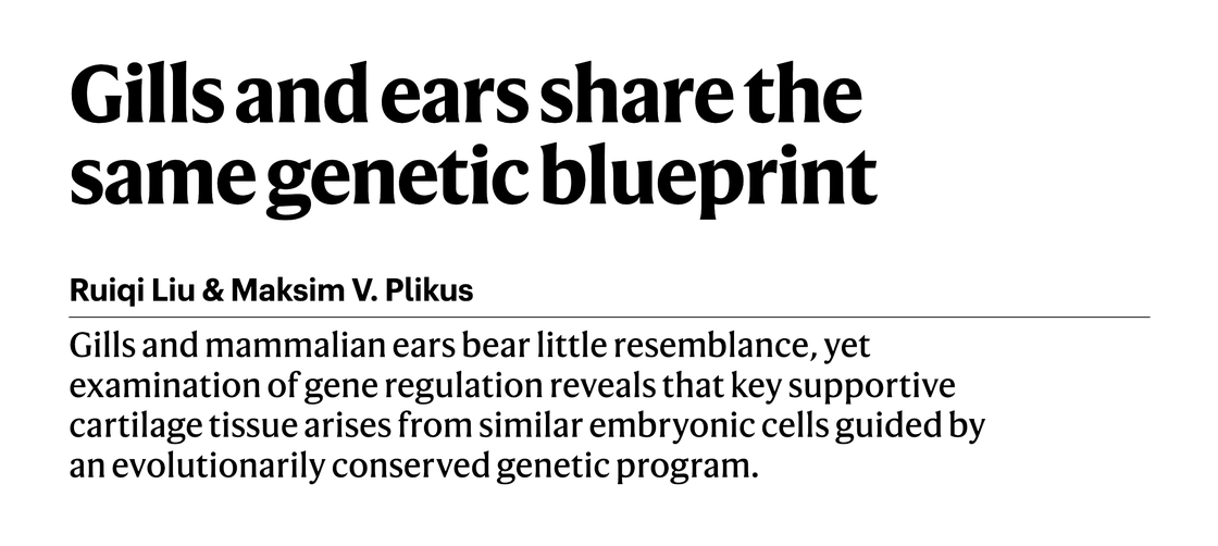 A recent article from the journal "Nature". The concept of a blueprint and a program are used interchangeably. (Liu & Plikus,
2025).